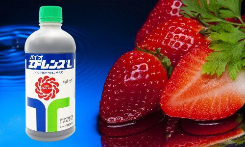 #シイタケ菌糸体肥料　バイオエドレンス-L