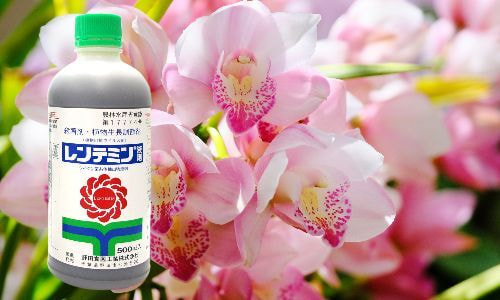 #シイタケ菌糸体農薬　レンテミン